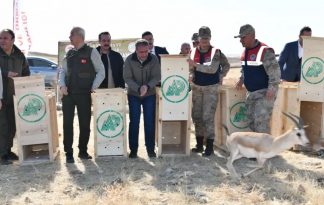 Urfa Ceylanlarının sayısı artıyor