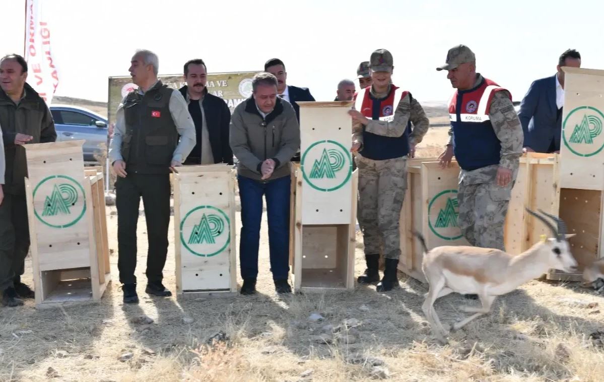 Urfa Ceylanlarının sayısı artıyor