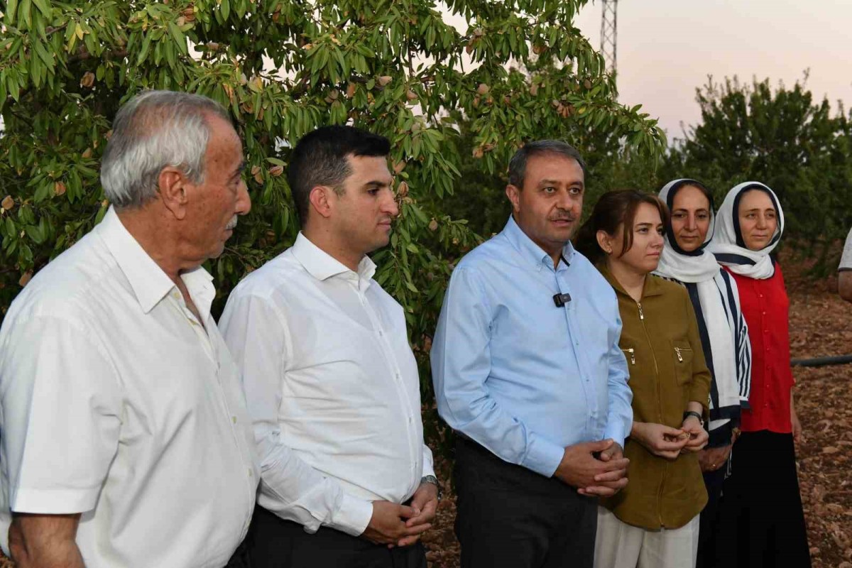 Urfa’da badem hasadı çiftçinin yüzünü güldürüyor